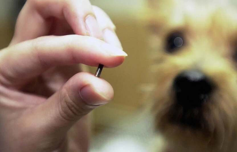 Крупный макроснимок микрочипа